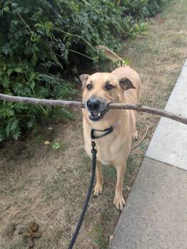 Rescue German Shepherd Dog Dogs for Adoption in Frederick, Maryland - Banzai -- Courtesy Post | PetCurious