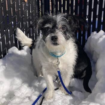 Mixed Breed Dogs Available for Adoption in Providence, Rhode Island - Miracle | PetCurious