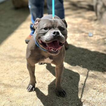 American Bulldog Dogs Available for Adoption in Las Vegas, Nevada - GOTTE | PetCurious