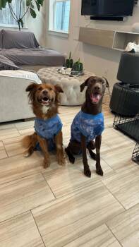 Beau & Bear - Two Beautiful Hearts -  Labrador Retriever and Golden Retriever Dog for Adoption in Houston, Texas - Beau & Bear - Two Beautiful Hearts | PetCurious