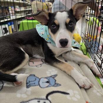 German Shepherd Dog and Labrador Retriever Dogs Available for Adoption - Quilceda MV14317-T | PetCurious