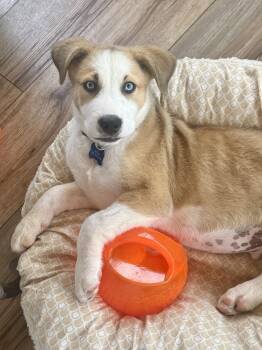 Riptide -  Husky and Labrador Retriever Dog for Adoption in Afton, Tennessee - Riptide | PetCurious
