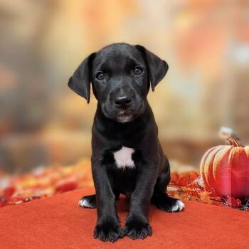 Apollo -  Labrador Retriever and Mixed Breed Dog for Adoption in Griswold, Connecticut - Apollo | PetCurious