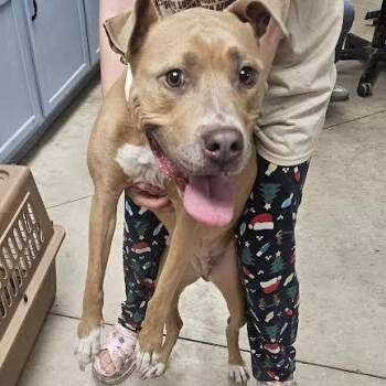 American Staffordshire Terrier Dogs Available for Adoption in Blue Earth, Minnesota - Ella | PetCurious