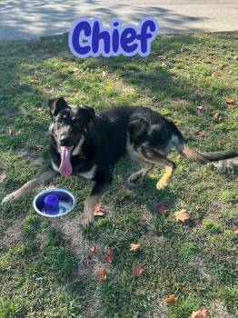 Rescue German Shepherd Dog Dogs for Adoption in Chuckey, Tennessee - Chief - NJ | PetCurious