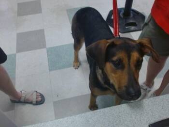 LEXY -  German Shepherd Dog and Mixed Breed Dog for Adoption in Oklahoma City, Oklahoma - LEXY | PetCurious