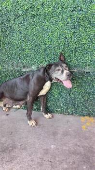 61153207 -  Mixed Breed Dog for Adoption in El Paso, Texas - 61153207 | PetCurious