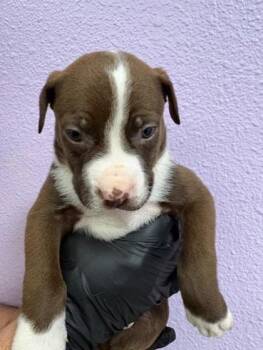 Mixed Breed Dogs Available for Adoption - Pup4 | PetCurious