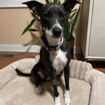 Tillie -  Terrier and Mixed Breed Dog for Adoption in Rock Hill, South Carolina - Tillie | PetCurious