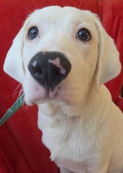 Deere -  Mixed Breed Dog for Adoption in Taycheedah, Wisconsin - Deere | PetCurious