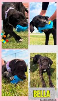 Bella -  Mixed Breed Dog for Adoption in Rensselaer, Indiana - Bella | PetCurious