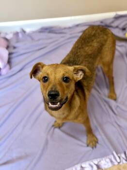 Aurora -  Mixed Breed Dog for Adoption in Rock Hill, New York - Aurora | PetCurious