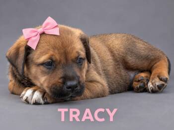 Tracy -  Hound Dog for Adoption in Lucas, Texas - Tracy | PetCurious