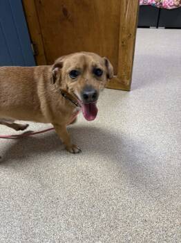 Rescue Corgi Dogs for Adoption in Sunderland, Maryland - Werther | PetCurious