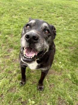 Black Labrador Retriever Dogs Available for Adoption - McLeod | PetCurious