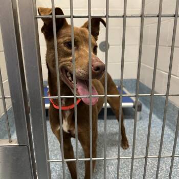 Labrador Retriever and Mixed Breed Dogs Available for Adoption in Greensboro, North Carolina - Friendly | PetCurious