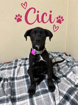 Cici -  Retriever Dog for Adoption in Douglas, Massachusetts - Cici | PetCurious