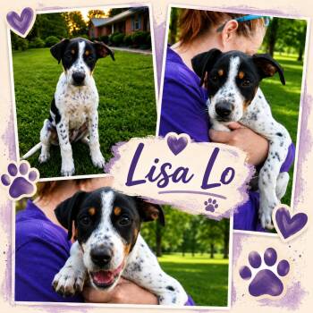 Lisa Lo -  Pointer and Beagle Dog for Adoption in Jackson, Tennessee - Lisa Lo | PetCurious