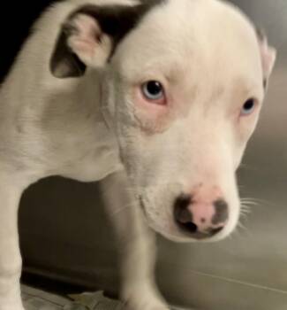 Nina -  Mixed Breed Dog for Adoption in Parma, Ohio - Nina | PetCurious