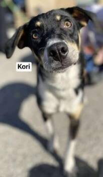 Rescue Mixed Breed Dogs for Adoption in Cincinnati, Ohio - Kori | PetCurious