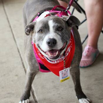 Rescue American Staffordshire Terrier and Terrier Dogs for Adoption in Fairfax, Virginia - Leah | PetCurious