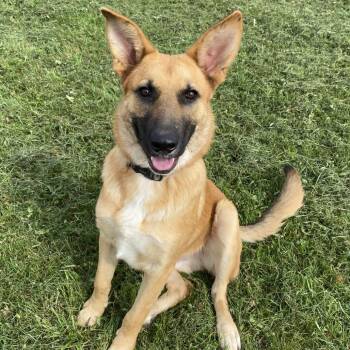 Rescue German Shepherd Dog Dogs for Adoption in Melfort, Saskatchewan - Cody | PetCurious