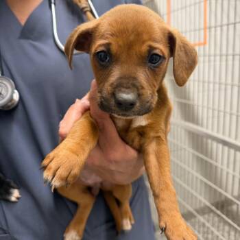 Snack Wrap -  Pit Bull Terrier Dog for Adoption in Morganton, North Carolina - Snack Wrap | PetCurious