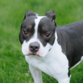 Pit Bull Terrier Dogs Available for Adoption in Northbrook, Illinois - Ace | PetCurious