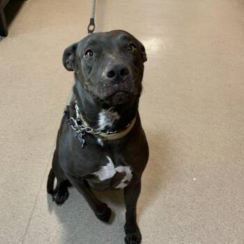 Parker -  Labrador Retriever and Pit Bull Terrier Dog for Adoption in Pasadena, California - Parker | PetCurious