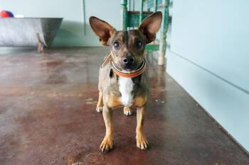 Rescue Dachshund and Chihuahua Dogs for Adoption in San Antonio, Texas - Dean | PetCurious