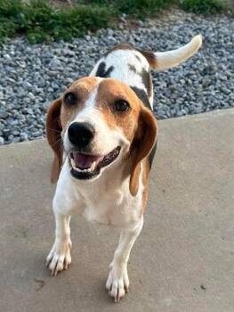 Beagle Dogs Available for Adoption in Sparta, Illinois - Cheerios | PetCurious