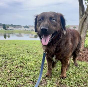 Luca -  Flat Coated Retriever Dog for Adoption in Calabash, North Carolina - Luca | PetCurious