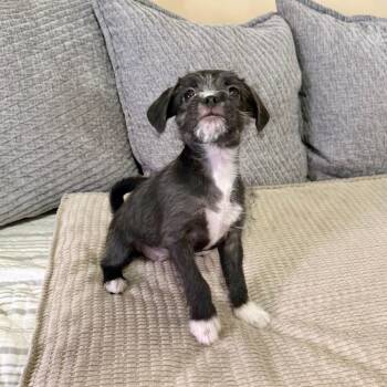 Shih Tzu Dogs Available for Adoption in Agoura Hills, California - Laverne | PetCurious