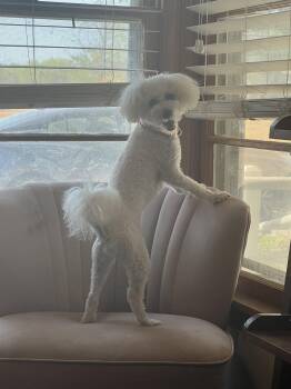 Mila -  Bichon Frise Dog for Adoption in Bangs, Texas - Mila | PetCurious