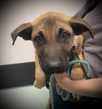 Rescue German Shepherd Dog Dogs for Adoption in Hayward, California - TWOFLOWER | PetCurious