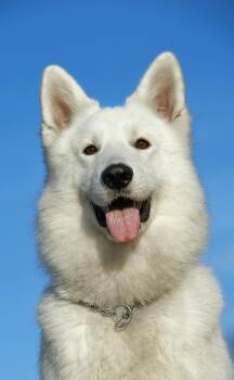 Bobbi-Test pet, not for adoption -  Alaskan Malamute Dog for Adoption in Bettles, Alaska - Bobbi-Test Pet, Not For Adoption | PetCurious