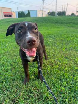 Fiona -  Mixed Breed Dog for Adoption in Huntsville, Alabama - Fiona | PetCurious