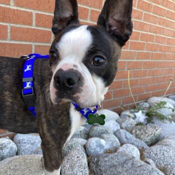 Boston Terrier Dogs Available for Adoption - Charlie In CO | PetCurious