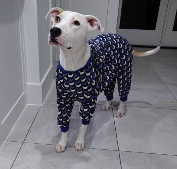 Siena -  Mixed Breed Dog for Adoption in Colleyville, Texas - Siena | PetCurious
