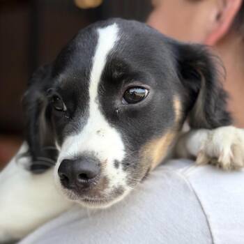 Simon -  Spaniel Dog for Adoption in Stokesdale, North Carolina - Simon | PetCurious