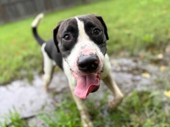 Aspen Papo Goofy Cutie -  Labrador Retriever and Pit Bull Terrier Dog for Adoption in Friendswood, Texas - Aspen Papo Goofy Cutie | PetCurious