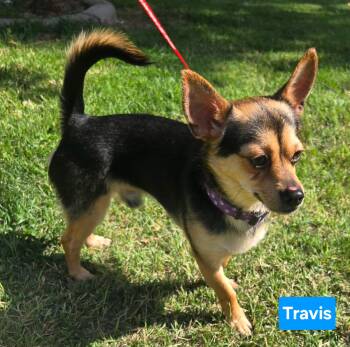 TRAVIS 425 -  Chihuahua Dog for Adoption in New Berlin, Wisconsin - TRAVIS 425 | PetCurious