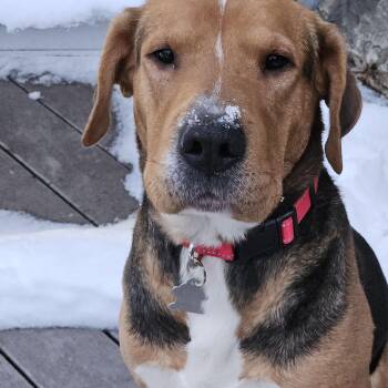 Hound Dogs Available for Adoption - Trooper | PetCurious