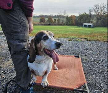 Rescue Basset Hound Dogs for Adoption in Fort Washington, Maryland - Frankie | PetCurious
