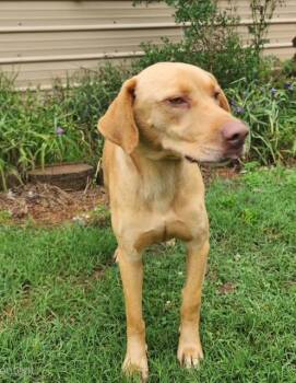 Labrador Retriever Dogs Available for Adoption in Manhasset, New York - Enzo | PetCurious