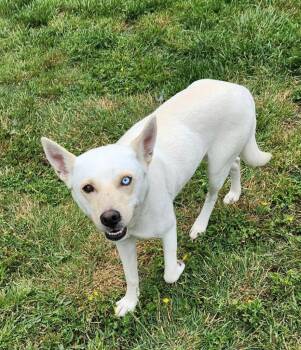Astrid -  Husky and Labrador Retriever Dog for Adoption in Dalton, Georgia - Astrid | PetCurious