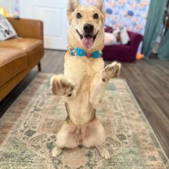 Husky and German Shepherd Dog Dogs Available for Adoption - Kira Cuddles Cute | PetCurious