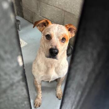 Bear -  Cattle Dog and Mixed Breed Dog for Adoption in Springtown, Texas - Bear | PetCurious