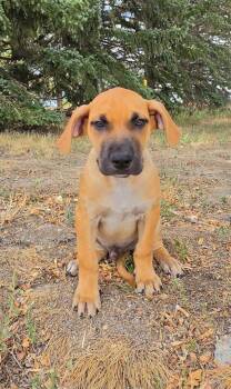 Bronze -  Mastiff and Labrador Retriever Dog for Adoption in Fort Lupton, Colorado - Bronze | PetCurious