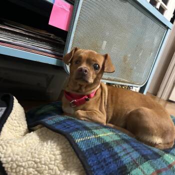 Pea -  Chihuahua Dog for Adoption in Austin, Texas - Pea | PetCurious